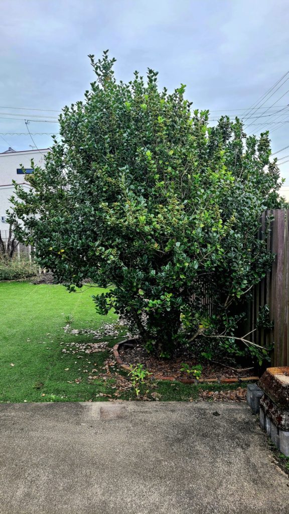 楽天市場送料無料 観葉植物クリスマスホーリーとげ無しタイプ庭木 5号鉢 1個売り 観葉植物 リビング オフィス 事務所 インテリア大型 おしゃれ オシャレ 育てやすい 御祝 お祝い 新築祝い プレゼント 庭木 送料無料 即納 : 植物販売のＩＴＡＮＳＥ楽天市場店