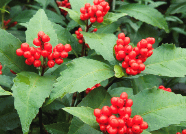 冬を彩る赤い実。お正月に欠かせない縁起木「千両 センリョウ」剪定屋空