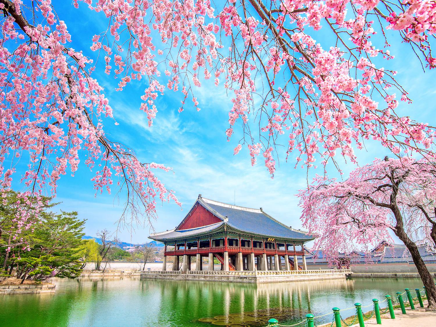 2025年ソウルでお花見！おすすめスポット15選！人気スポットから穴場までFunliday