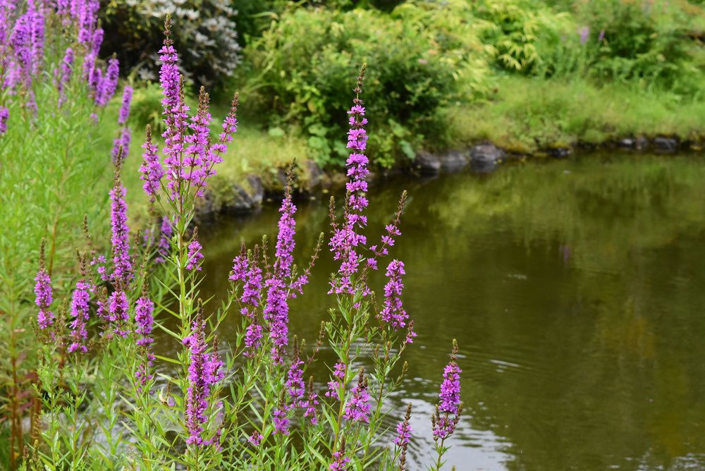 ミソハギの花言葉を紹介お盆に飾るミソハギはどんな花？特徴・意味を解説 - 花だより