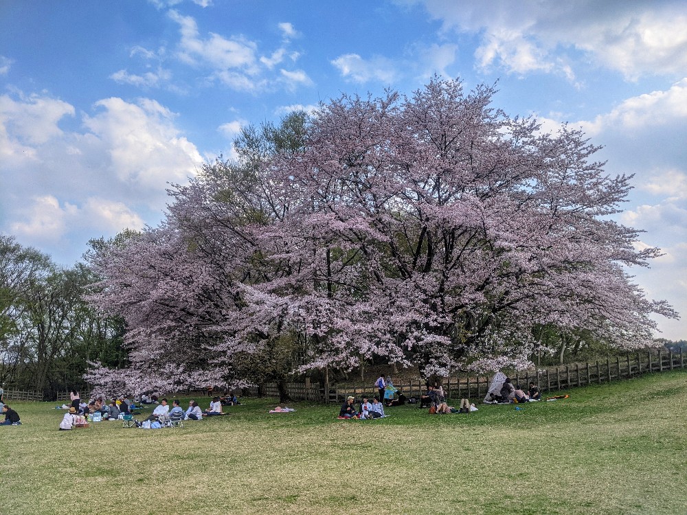 公園で花火をしたい八王子市公式ホームページ