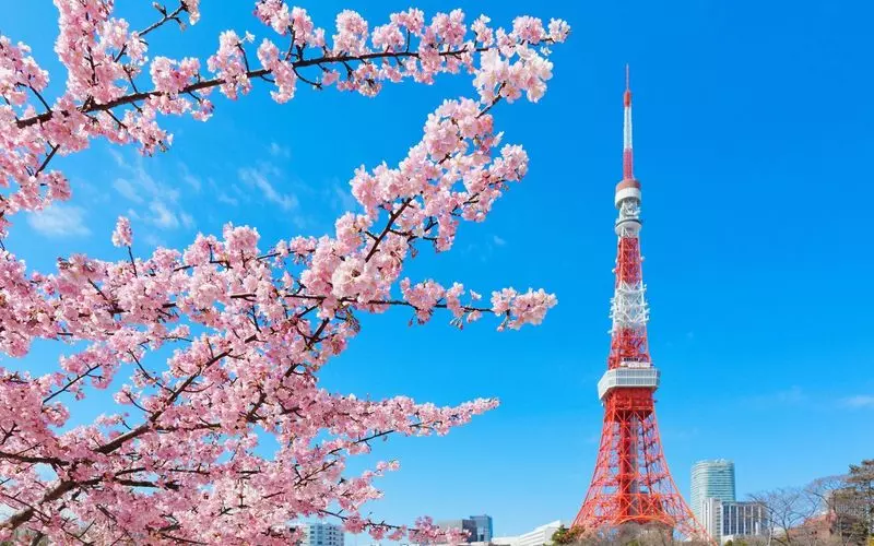芝公園お花見情報 2016 3 31更新- 記憶は人なり