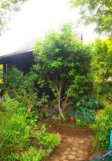 クリスマスホーリーの赤い実のインテリア実例RoomClip ルームクリップ