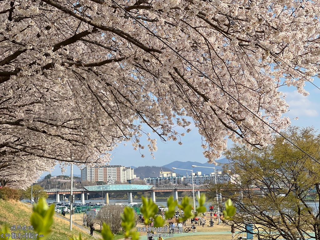 韓国のTOP10 花見 桜2025年