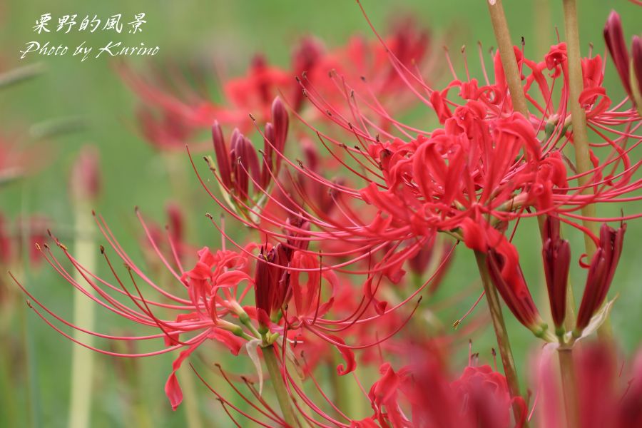 宮若市ヒガンバナまつりイベント公式 福岡県の観光 旅行情報サイト「クロスロードふくおか」