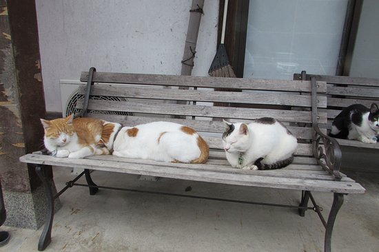 御誕生寺福井 おすすめの人気観光・お出かけスポット - Yahoo!トラベル