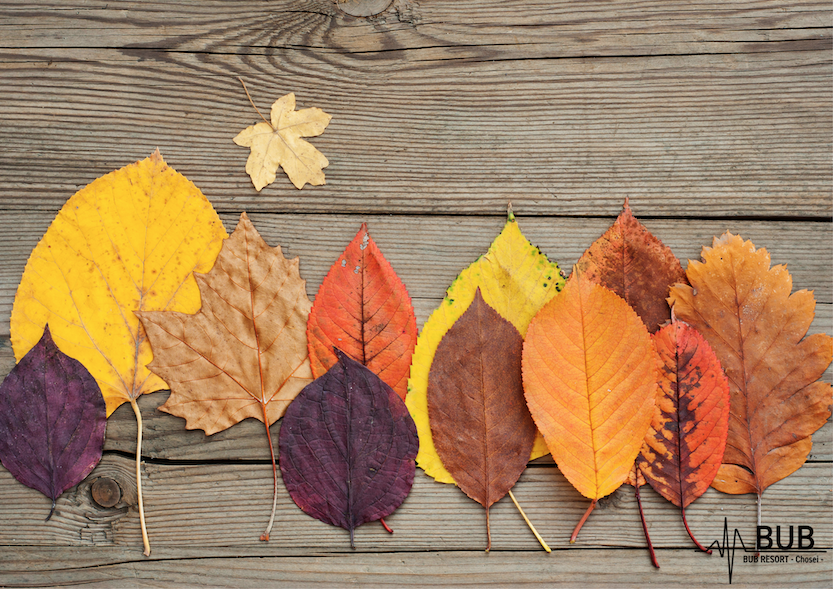 11月といえば何がある？行事や旬の食べ物、花などの定番をまとめてご紹介Oggi.jp