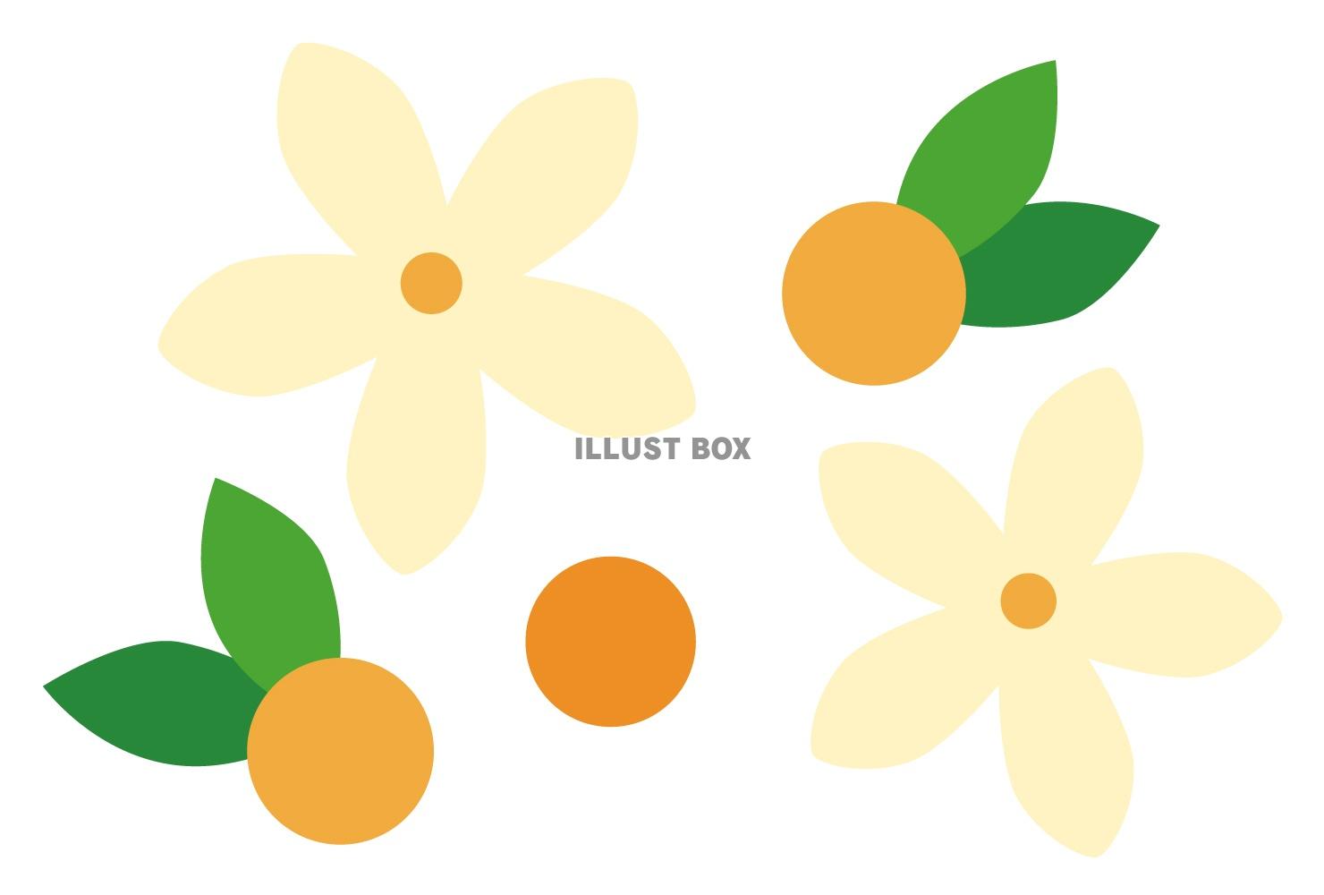 楽天市場 雛人形 桜橘の通販