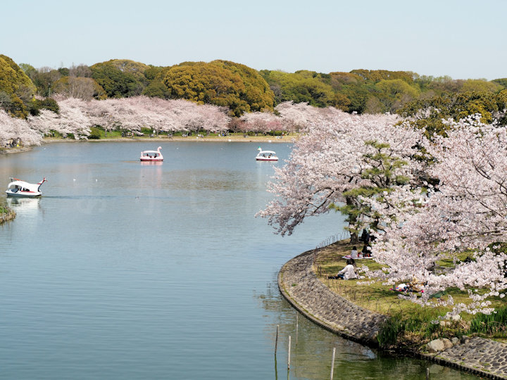 明石公園桜まつり公式 愛知県の観光サイトAichi Now
