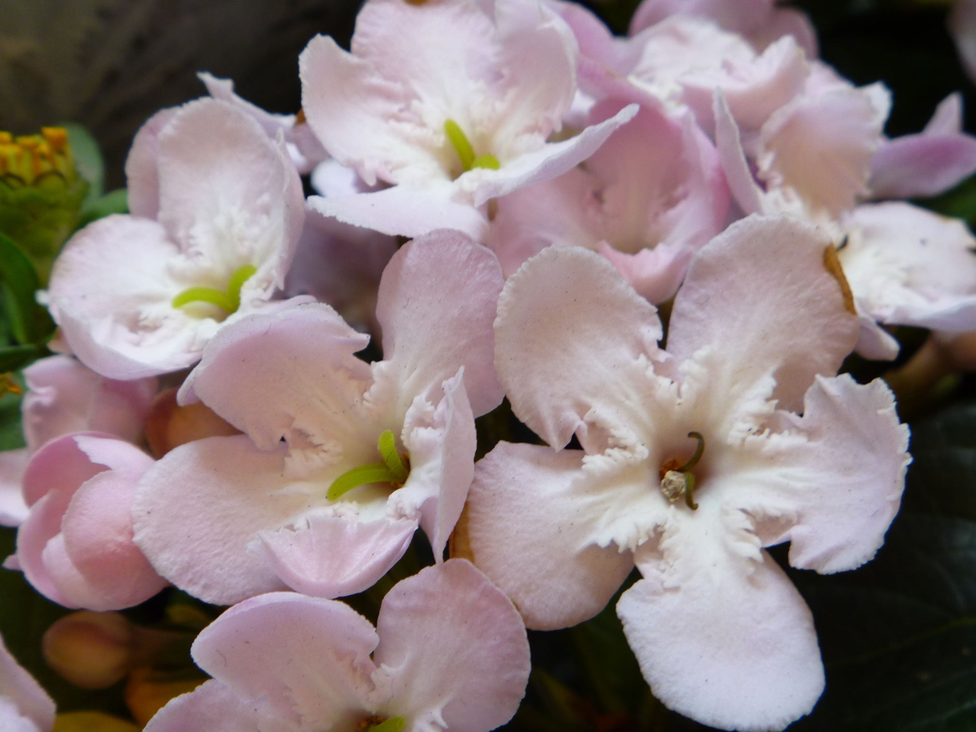 11月の誕生花一覧💐誕生日の花と花言葉 - Nature Station