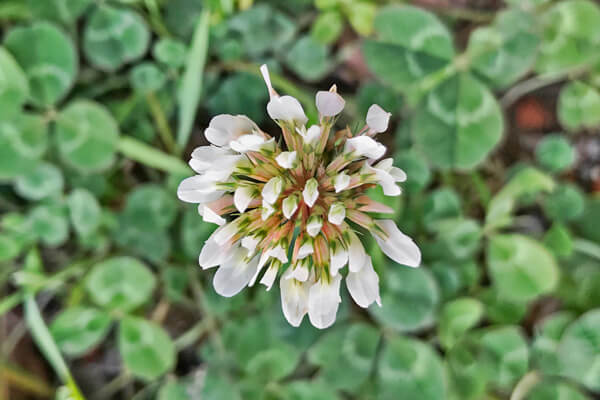 11月の誕生花 誕生日の花と花言葉の一覧 – &YOUKAENアンドユーカエン