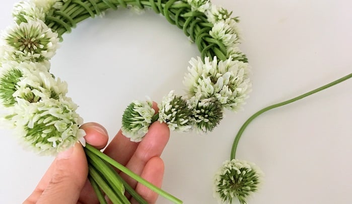 11月の誕生花一覧。誕生日にちなんだ花を贈ろう。胡蝶蘭・スタンド花のプレミアガーデン