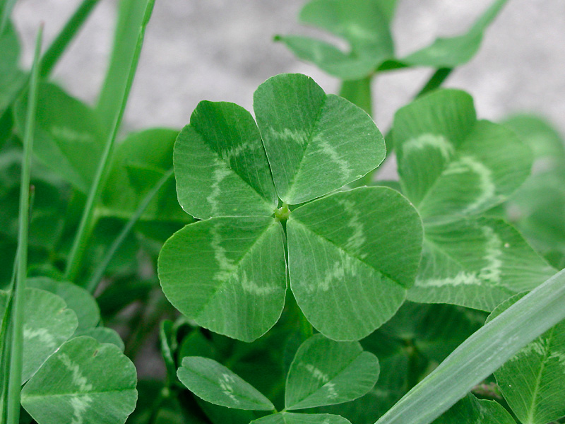 11月16日の誕生花 プルメリア 花言葉：恵まれた人、気品Frida フリーダ