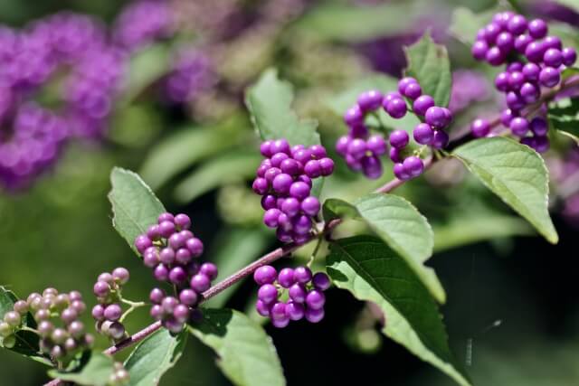 11月16日の誕生花 - 誕生花と花言葉のプレゼント