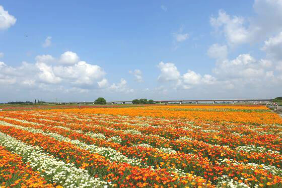 鴻巣ポピー祭り2019 - ｙａｍａｓａ空夢日記