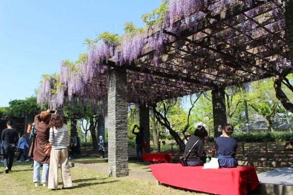 吉祥寺藤まつり福岡のイベント・祭り－ふくおかサポートねっと－