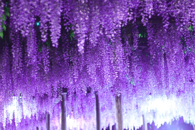 浄光寺 藤まつりイベント公式 福岡県の観光 旅行情報サイト「クロスロードふくおか」