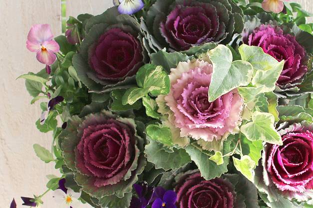 正月用寄せ植え園芸日記byはなさか じいじみんなの趣味の園芸193456