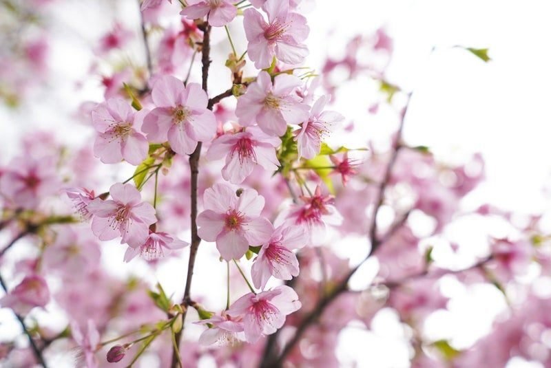 ひな人形はいつまでに？桃の花の選び方から花の色合わせまで市川市・船橋市・日本橋フラワーアレンジメント教室 niko*hana -にこはな