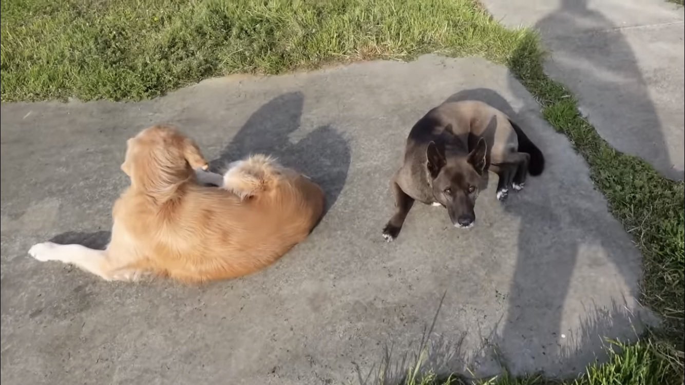 坂上忍、愛犬家になった理由に“悲しい別れ” 11匹との私生活も公開オリコンニュース ORICON NEWS