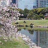 港区 芝公園の桜スポットめぐり！東京タワーとのコラボも楽しもう東京ひとり旅ガイド