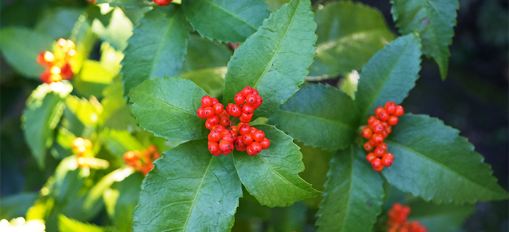 お正月に飾りたい縁起のいい植物も～“実もの”で冬色空間を華やかに演出ことりっぷ