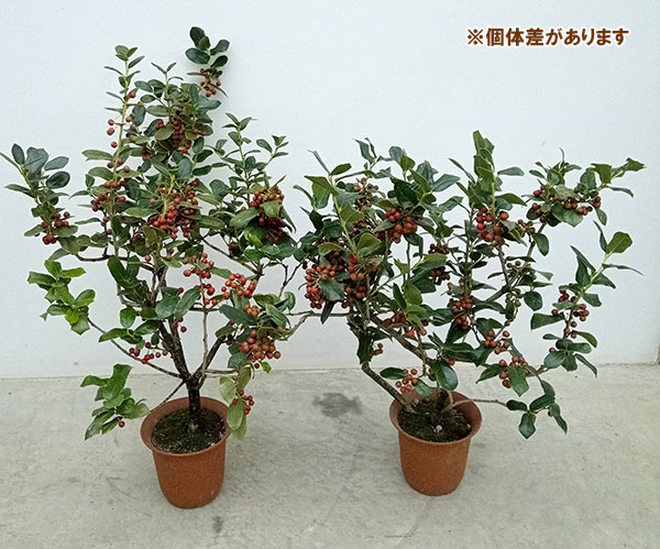 クリスマスホーリー : 小さな庭