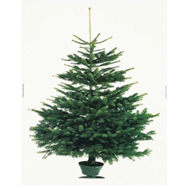 IKEA クリスマスツリー 180cm 新品未開封 イケア IKEA イケア 180cm クリスマスツリー CT触媒加工