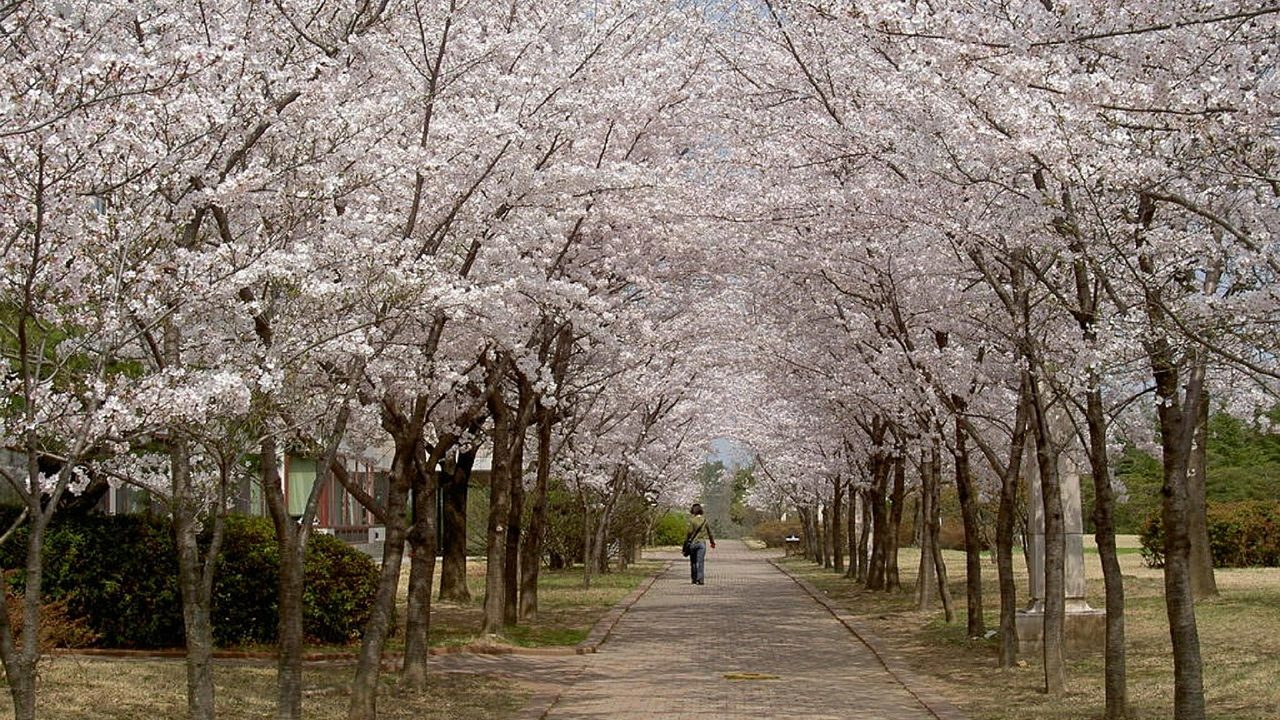 韓国にも「お花見」はある？日本のお花見との違いは？成城韓国語教室
