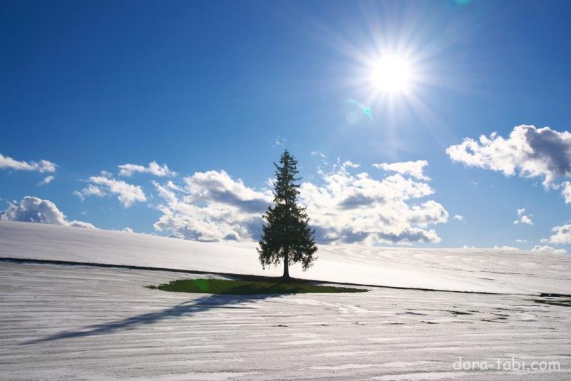 北海道 美瑛クリスマスツリーの木🎄✨Trip.com 美瑛
