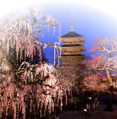 東寺 夜桜ライトアップざ・京都