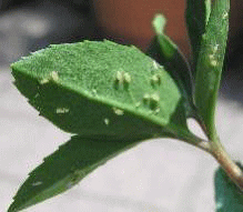 helleborus.matsumura さんより 花も葉っぱも楽しめる カラーリーフクリスマスローズが入荷リビダスマスカット爽やかなグリーン色の選抜種ステルニーインディゴブルー ジーンズのような落ち着いたブルーグレーアーグチフォリウススターダスト 白い散斑が宝石みたい