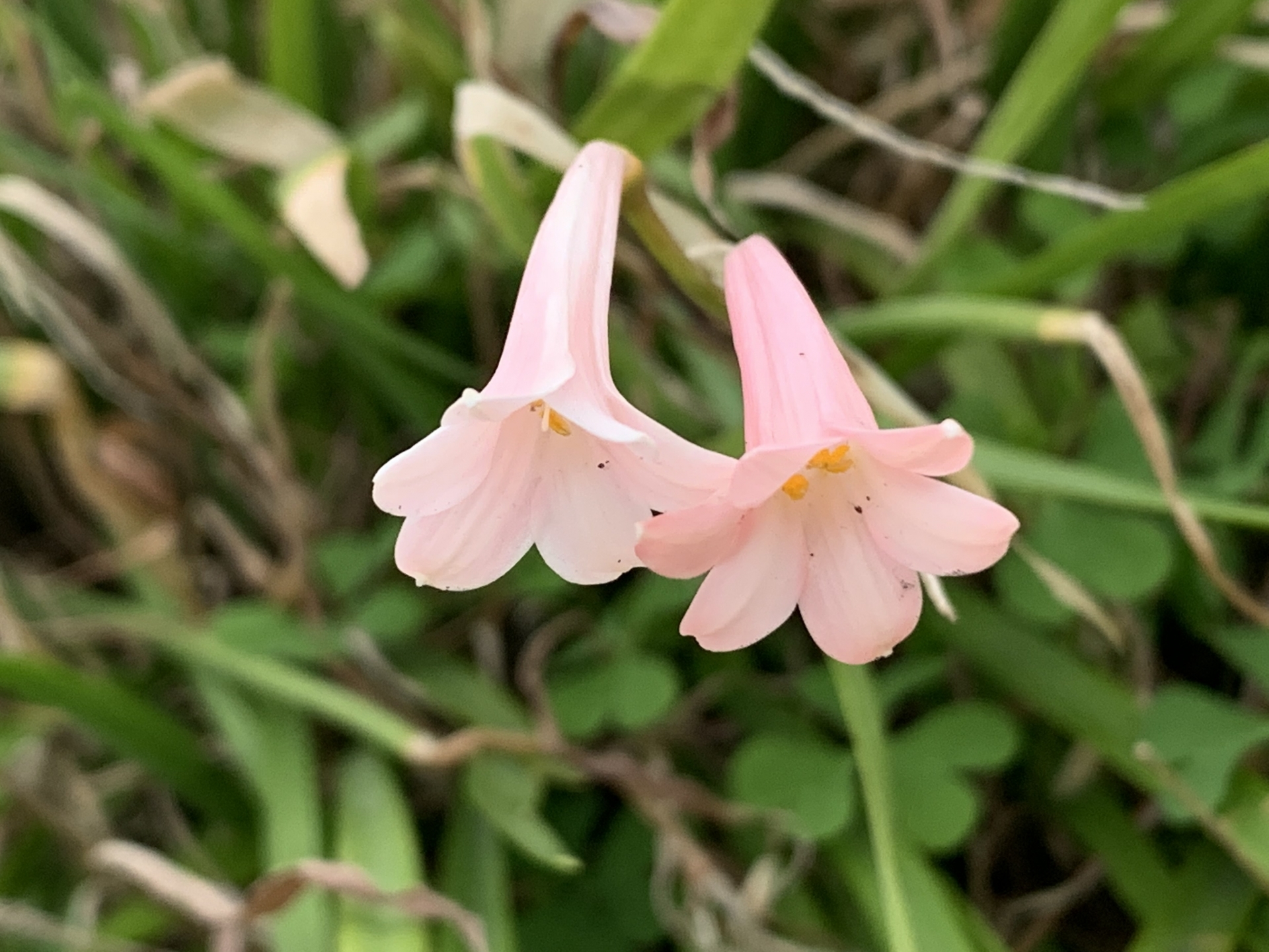 京都府立植物園🌲 スノードロップ 誕生花 1月1日 花言葉 希望 ✨✨✨ 2024.12.23flower_special_whim_lifeig_japan_スノードロップjapan_photogroupjgrv_member東京カメラ部ptk_flowerswu_japanお花好きな人と繋がりたいはなまっぷcolor_of_day
