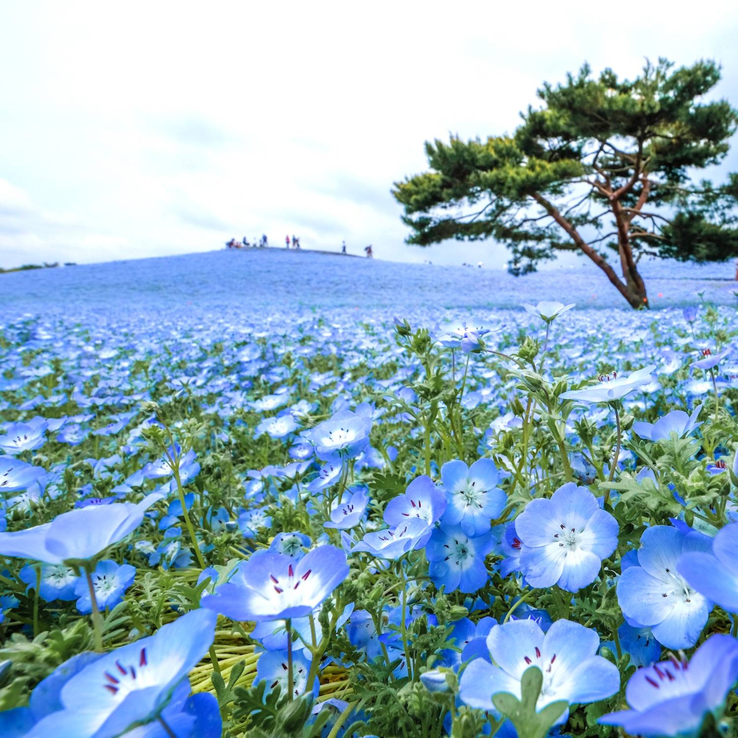 花畑記念庭園ロケーションプランフォトウェディング・前撮り・結婚写真