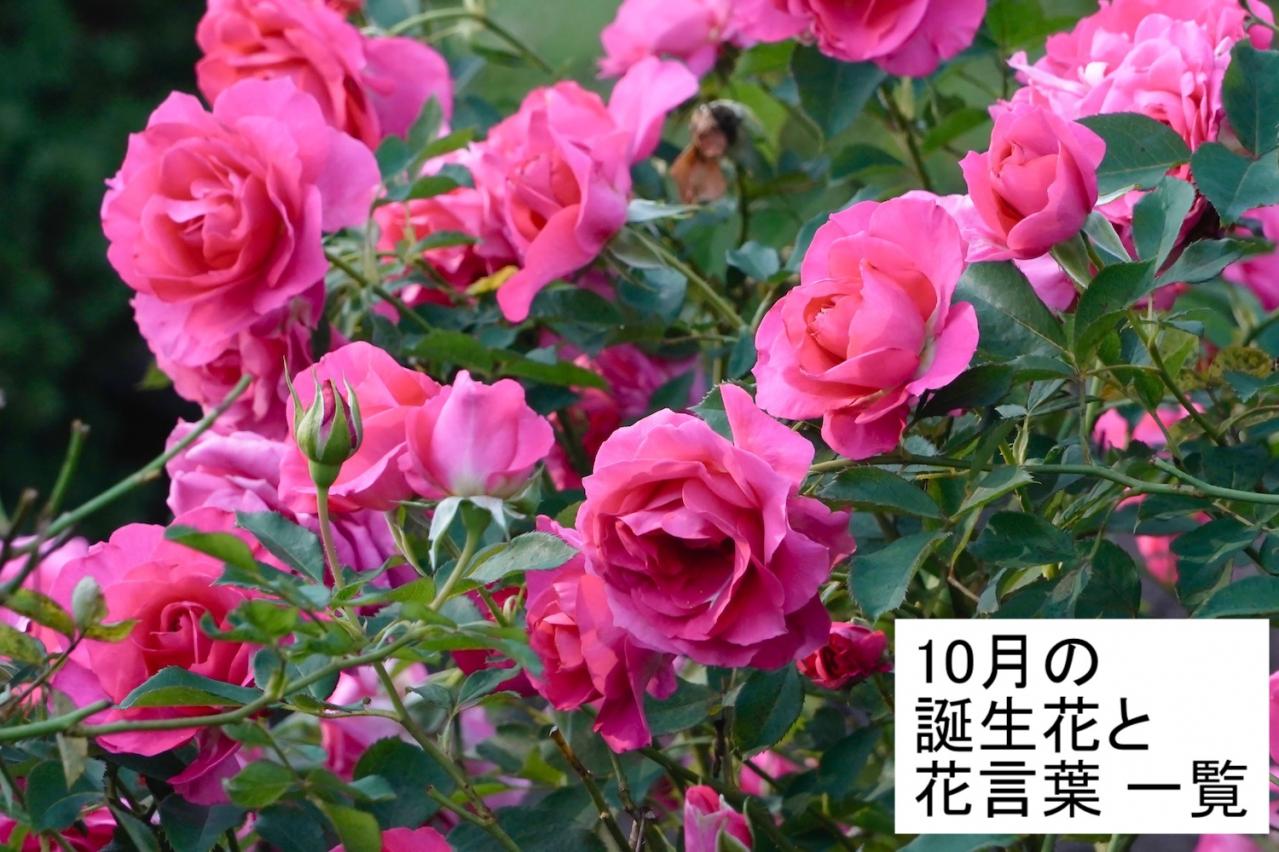 10月の誕生花一覧誕生月と誕生日の花言葉観葉植物・お花の通販 AND PLANTSアンドプランツ