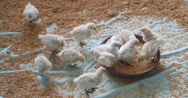 お祭り屋台のかき氷おいしそう！でも一気に食べたら頭が 🍧 ぴよこ豆ひよこマインドウェイブmindwaveTomoNillustrationイラストかき氷夏祭りはっぴ法被アイスクリーム頭痛かきごおりかき氷部ねじりはちまき屋台グルメ