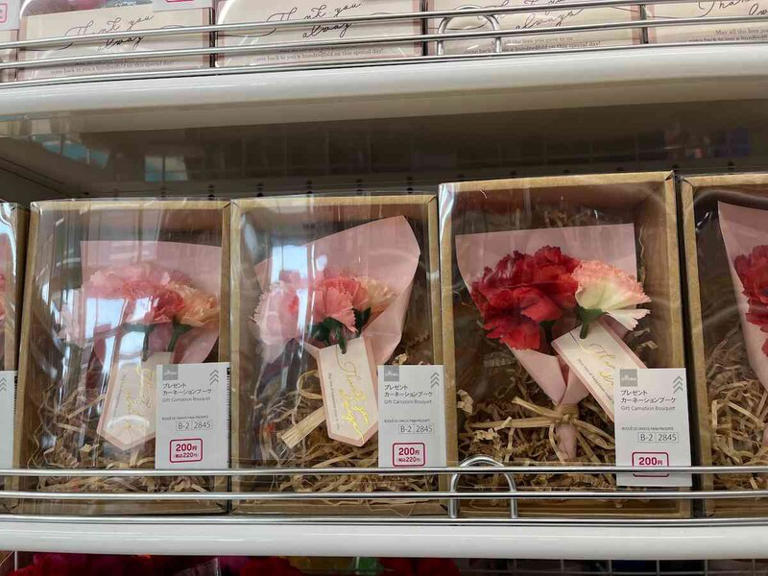 2025年最新！ダイソーのレア観葉植物16選！珍しい株を見つけるコツも観葉植物のお悩みを解決するなら観葉植物ラボ