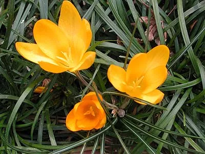 11月14日の誕生花 - 誕生花と花言葉のプレゼント