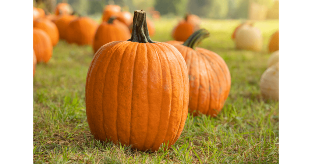 2025年ハロウィンはいつから？飾り・仮装・食べ物で盛り上げる準備を！Giftpedia byギフトモール&アニ