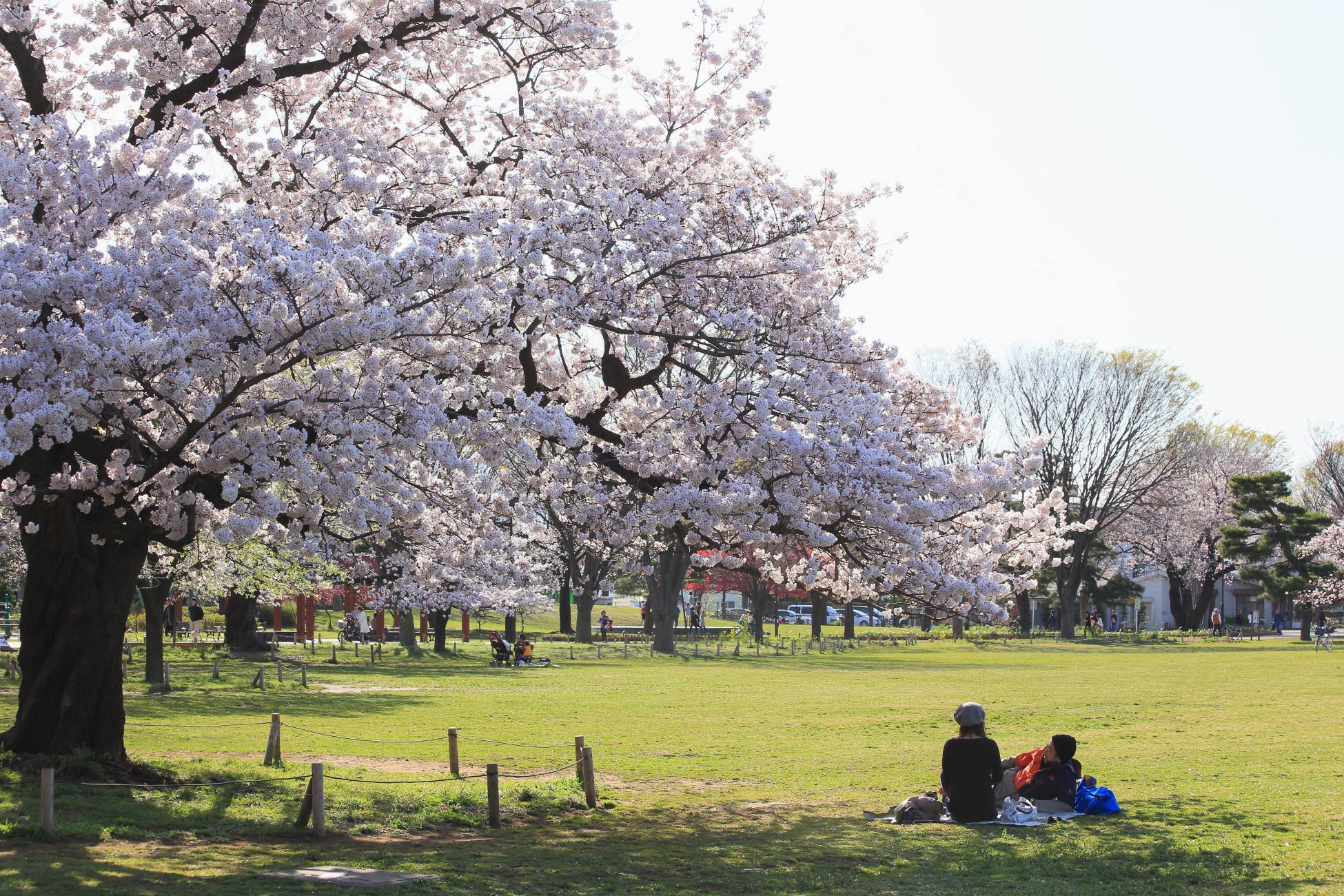 蔵前神社 ミモザと河津桜の見事な競演チーじぃ日記