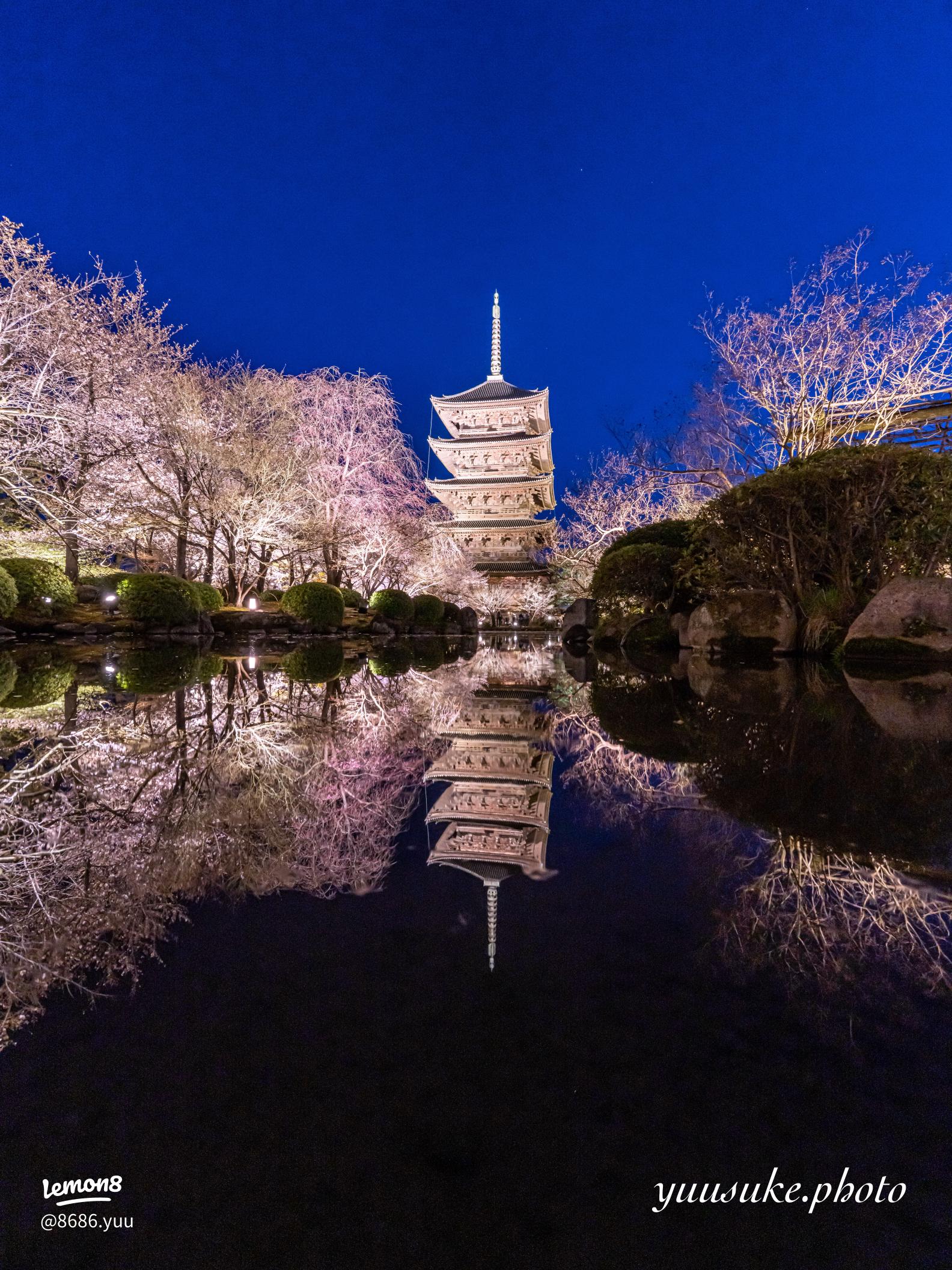 京都の桜の名所 2025 夜桜ライトアップや無料花見スポットと見頃情報！満開は4月5日の予想楽天トラベル