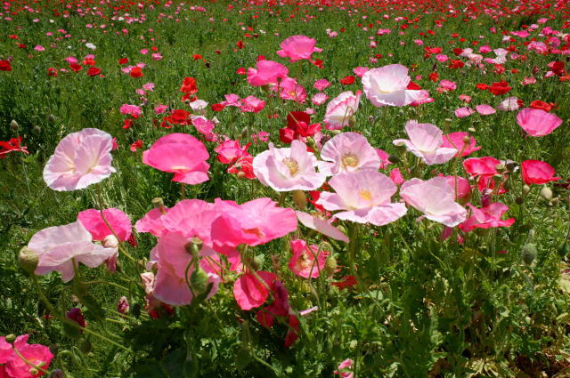 2025年5月1日 木 撮影 ポピー畑開花状況 第15回こうのす花まつり会場の様子をお届け！ 埼玉県鴻巣市鴻巣の花イベント情報 こうのす広場鴻巣市