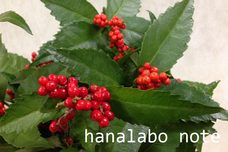 お正月らしく縁起の良い赤い実を・散歩おじさんの「ぶらりWalk」