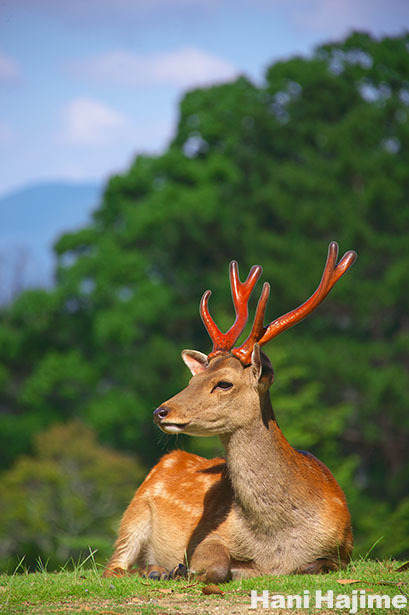 ソープストーン トナカイ 小 赤マンゴロベ