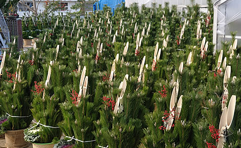 正しい飾り方木下興業