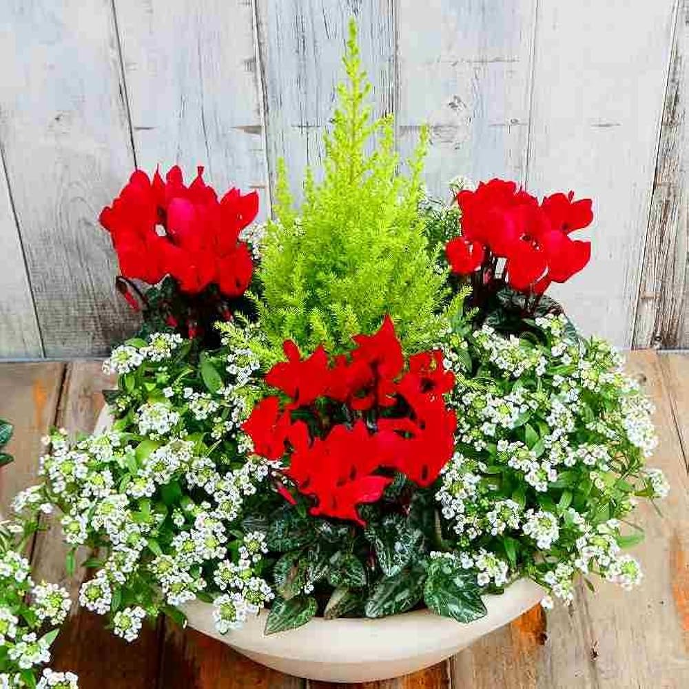 クリスマス 寄せ植えのインテリア実例RoomClip ルームクリップ