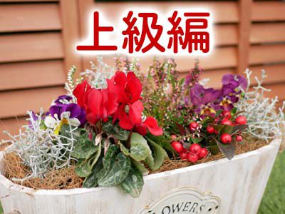 クリスマスの寄せ植えをつくろう！シーズンイベントを楽しむガーデニング植物の暮らしサポートマガジンPLANTE プランテ