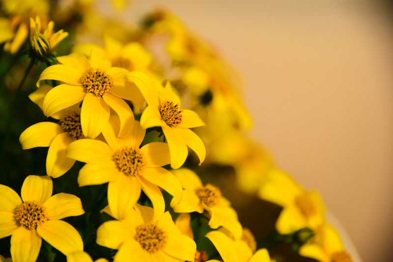 10月の誕生花日別の花一覧と花言葉は？10月生まれの人に贈ろう！🍀GreenSnap グリーンスナップ