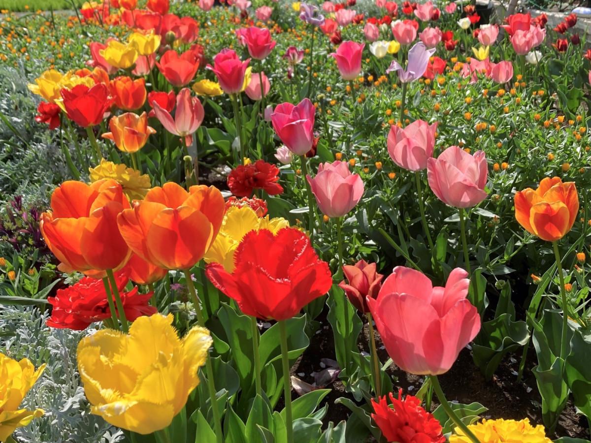 オランダにもハロウィンがある