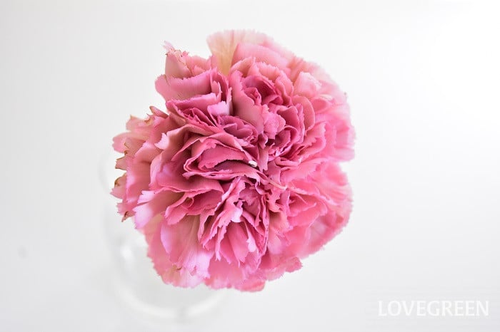 カーネーション」の写真素材359,633件の無料イラスト画像Adobe Stock